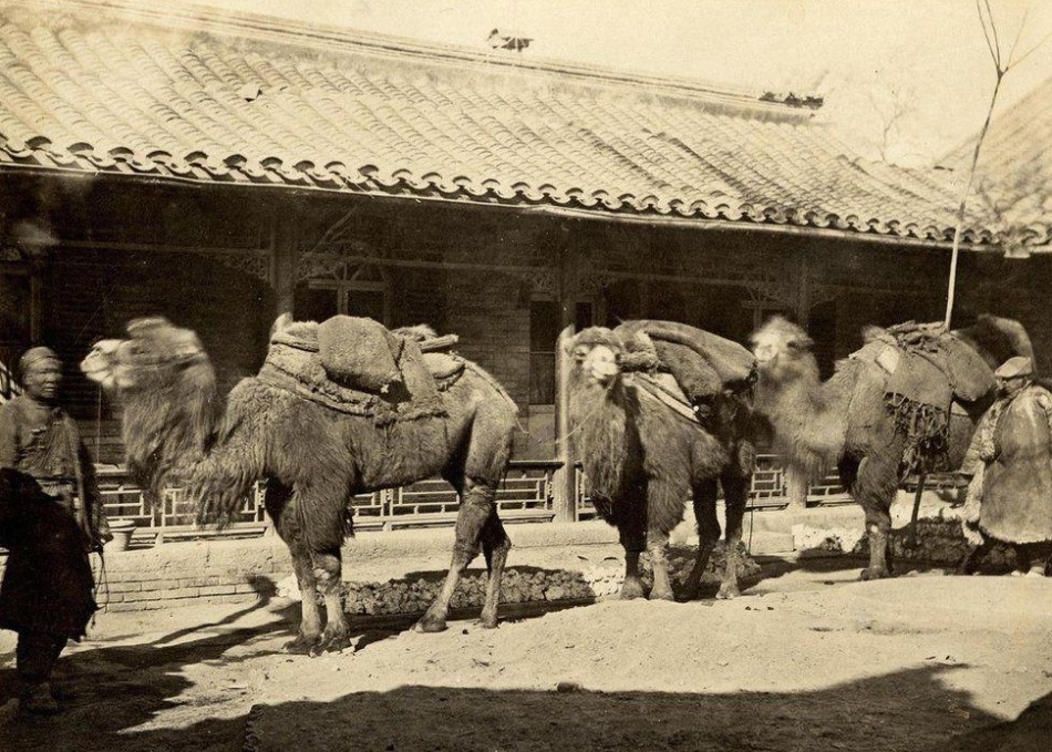 骆驼拉着煤和白灰，从西山进入北京。这是描绘19世纪行旅者经由丝绸之路进入中国的最早的照片之一。